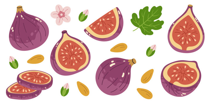 Fresh figs vector set