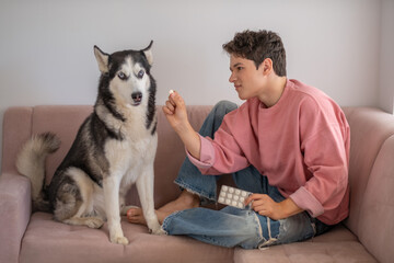 Siberian husky sniffing tablet in hand of young owner, moment that tests whole friendship, mood for veterinary content. Wide shot. Concept of veterinary medication given to home dog © iwavephoto