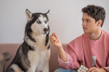 Young man giving tablet to Siberian husky as veterinary care, pill offered with endless patience, scene impossible to stage twice. Wide shot. Concept of veterinary medication given to home dog © iwavephoto