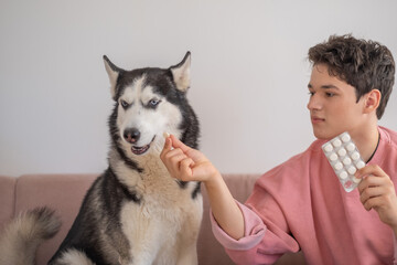 Siberian husky sniffing tablet in hand of young owner, task repeated every single morning, mood for veterinary content. Wide shot. Concept of veterinary medication given to home dog © iwavephoto