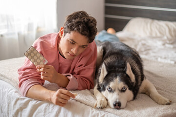 Siberian husky refusing tablet from hand of owner, medicine given without single fight, story told without any single spoken word. Wide shot. Concept of tablet given to dog without any stress © iwavephoto