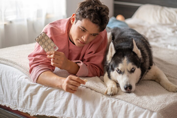 Young owner holding tablet while husky lies beside, medicine given without single fight, frame worth keeping in whole collection. Wide shot. Concept of tablet given to dog without any stress © iwavephoto
