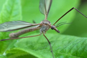 Obraz premium Macro shot of a European crane fly, Tipula paludosa, resting on a lush green leaf in a natural outdoor habitat