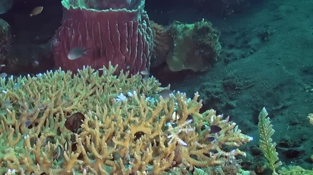 Coral Colony and Large Sponge Sharing a Reef Habitat. Branching coral fills the foreground as the large sponge stands behind it, with small reef fish moving nearby.