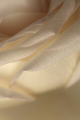 Fototapeta premium Close-up Smoke selected soft focus cream beige white Rose Flower bud Petals. Natural art neutral blur light fog background.