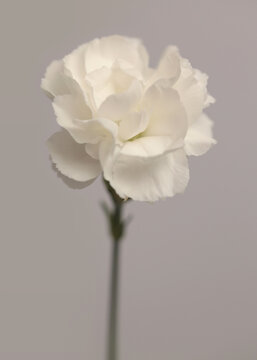 Close-up smoke selected soft focus cream beige white Carnation Flower bud. Natural art neutral blur light fog gray background.