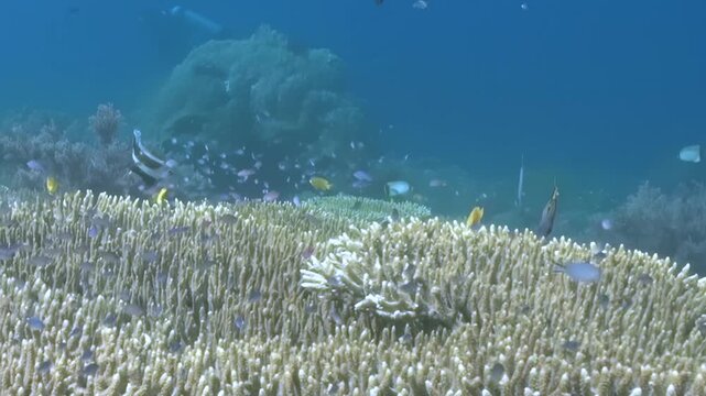 Broad Table Coral Colonies with Passing Reef Fish Across the Reef. Layered table-shaped coral colonies extend across the seabed, with passing reef fish adding scale to the habitat.
