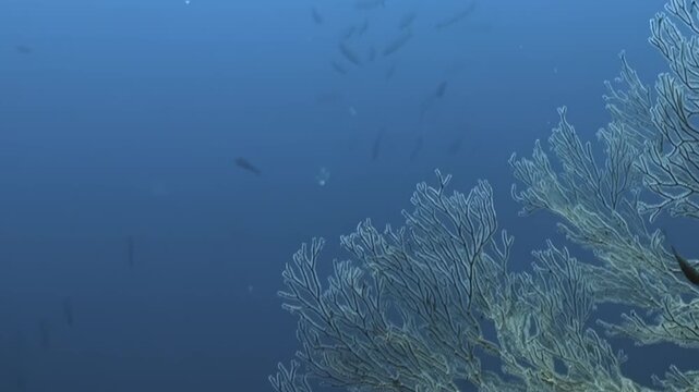 Large Sea Fan Rising Beside a Coral Reef Underwater. A broad sea fan rises from the reef edge as small fish move around it against open blue water. The surrounding reef remains visible.