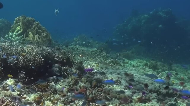 Mixed Coral Formations with Small Fish on the Reef. Small fish travel across a varied coral landscape while hard-coral structures and reef growth fill the foreground.