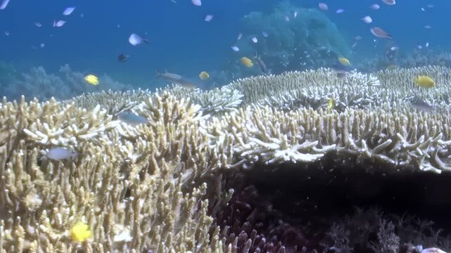 Underwater Coral Tables Creating a Layered Reef Scene Across the Reef. Layered table-shaped coral colonies extend across the seabed, with passing reef fish adding scale to the habitat.
