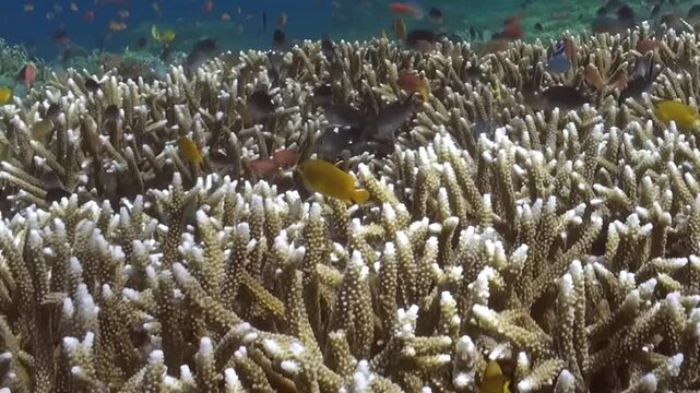 Fish-Filled Branching Coral Reef in Clear Blue Water Across the Reef. Numerous small fish move together above the hard-coral branches, creating a busy reef scene with clear blue water.