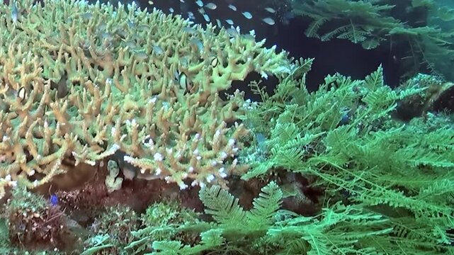 Underwater Reef with Branching Coral and Green Marine Growth in Clear Water. Green reef growth borders the branching colony as small fish pass through the textured underwater habitat.