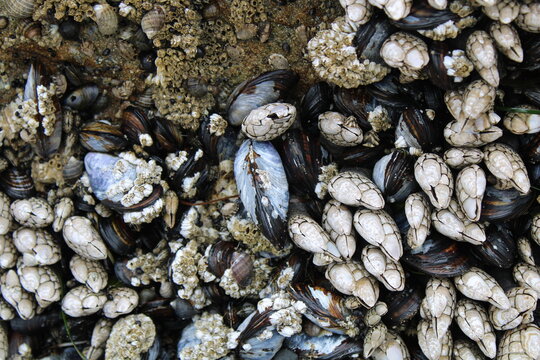 sea urchin shells