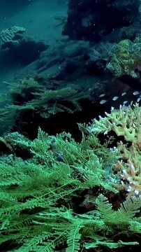 Observe an abundance of colorful marine life swimming through coral reefs. A serene underwater setting shows aquatic plants in their natural habitat on a sunny day.