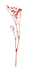 Fototapeta premium Beautiful dried gypsophila flowers isolated on white