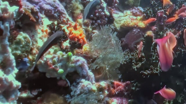 Schooling Reef Fish Swim around a Coral Garden. A subdued underwater view shows coral texture and warm coral tones with fish moving through natural reef habitat and marine biodiversity.