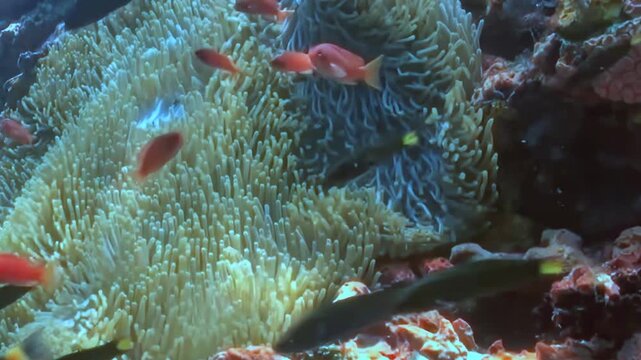 Small Reef Fish Swim around a Sea Anemone. An underwater view shows reef fish moving around a visible sea anemone and coral structure, documenting natural habitat, marine wildlife and biodiversity.