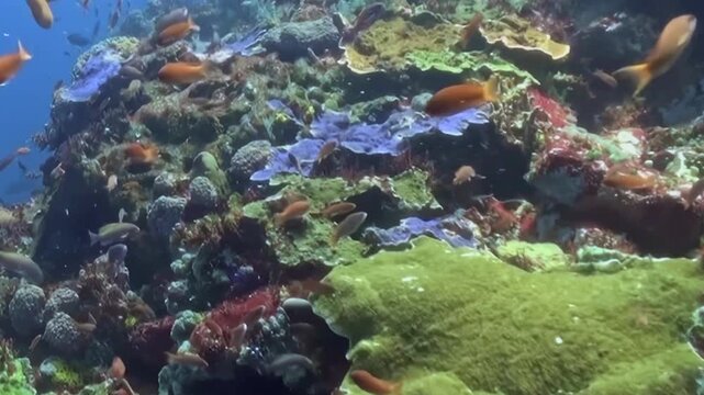 Schooling Reef Fish Swim around the Reef Seabed. An underwater view emphasizes coral texture and warm coral tones as fish move through the reef, documenting marine habitat and biodiversity.