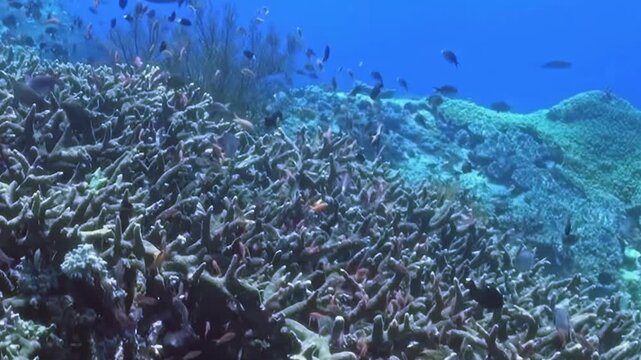 Small Schooling Reef Fish Swim above a Coral Garden in Blue Water. An underwater view with cool blue tones shows fish moving with visible reef structure, documenting marine habitat and biodiversity.