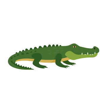 Flat 2D Crocodile vector illustration, icon graphic on white background