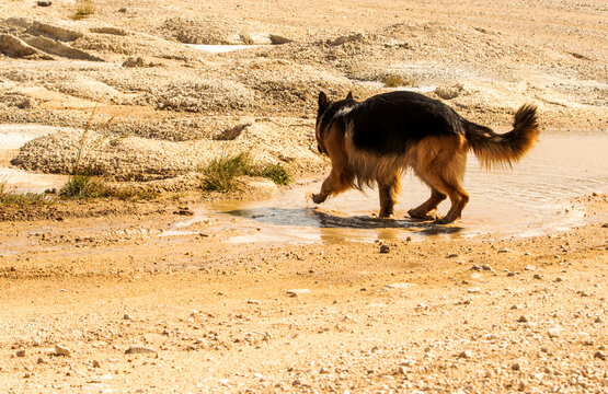 Long-Haired German Shepherd Walking Through Shallow Water Outdoors