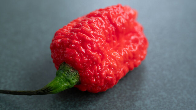 Brilliant close up of a Carolina reaper hot pepper on a black surface. Considered to be one of the hottest pepper around, this image captures all the small details of its uneven surface.