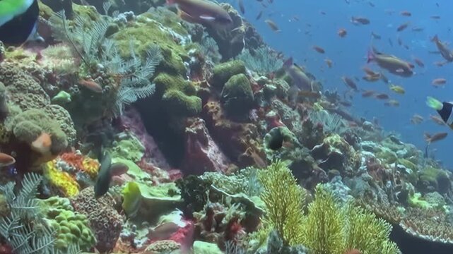 Schooling Reef Fish Swim through Coral Formations. An underwater view emphasizes coral texture and mixed reef colors as fish move through the reef, documenting marine habitat and biodiversity.