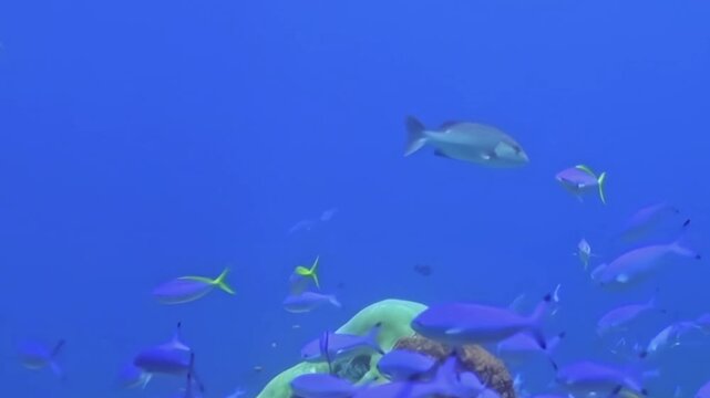 Blue Schooling Fish Swim above Coral Formations. An underwater view with cool blue tones shows fish moving with visible reef structure, documenting marine habitat and biodiversity.