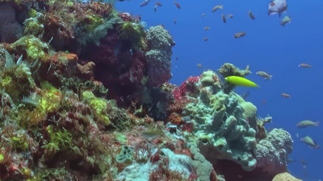 Dense Schooling Reef Fish Swim around Coral Formations. The underwater scene shows fish moving with blue water and reef structure, documenting natural marine habitat and biodiversity.