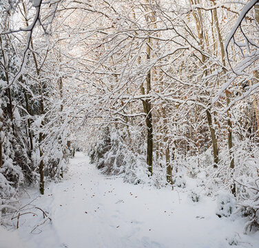 wintry footpath in the forest, snow covered branches
