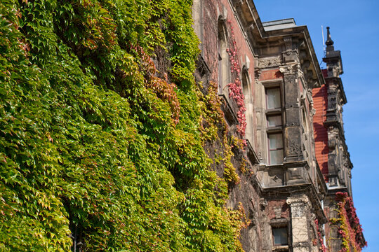 Climbing ivy covers part of historic brick building with tall windows and decorative stonework