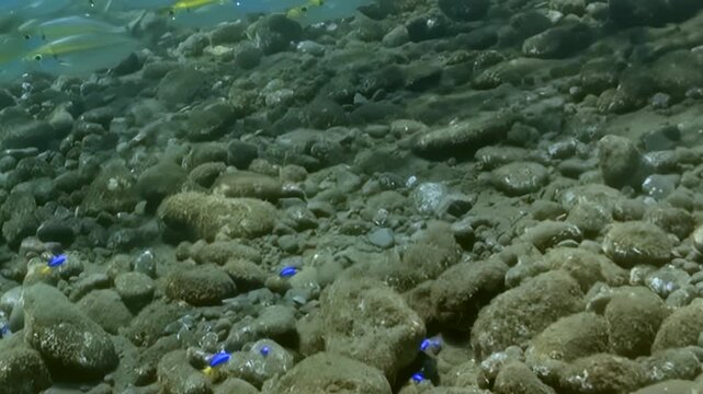 Small Schooling Reef Fish Swim above the Reef Seabed. A subdued underwater view shows coral texture and green-blue reef tones with fish moving through natural reef habitat and marine biodiversity.