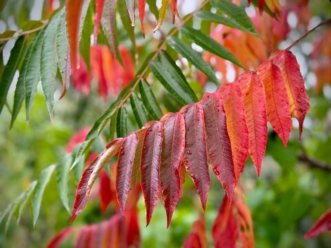 Vibrant autumn foliage with brilliant red and orange pinnate leaves of staghorn sumac (Rhus typhina) hanging from a branch outdoors in Latvia.