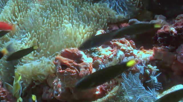 Orange Reef Fish Swim around a Sea Anemone. An underwater view shows reef fish moving around a visible sea anemone and coral structure, documenting natural habitat, marine wildlife and biodiversity.