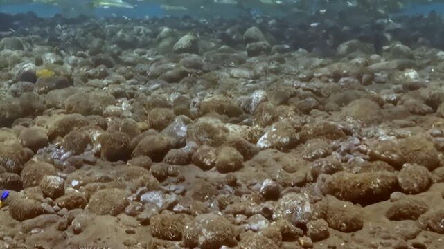 Small Reef Fish Swim over the Reef Seabed. An underwater view shows coral texture and warm coral tones with fish moving through natural reef habitat and marine biodiversity.