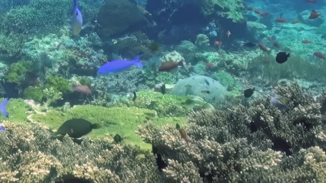 Dense Schooling Reef Fish Swim through Coral Formations. The underwater scene shows fish moving with blue water and reef structure, documenting natural marine habitat and biodiversity.
