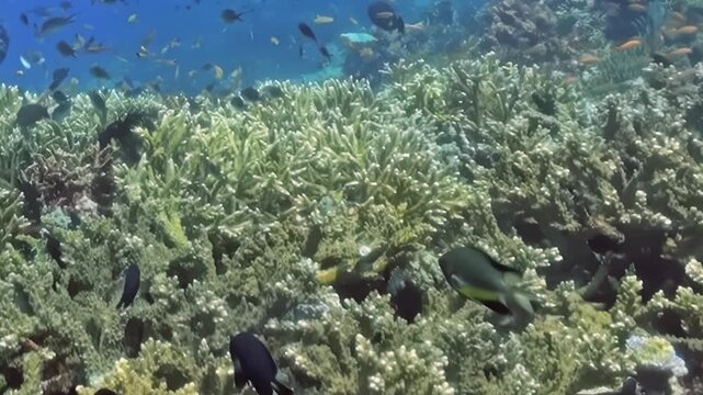 Small Reef Fish Glide through Branching Coral. An underwater view emphasizes coral texture and green-blue reef tones as fish move through the reef, documenting marine habitat and biodiversity.