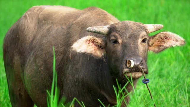 Brown Water Buffalo with Nose Ring Standing in a Lush Green Grass Field