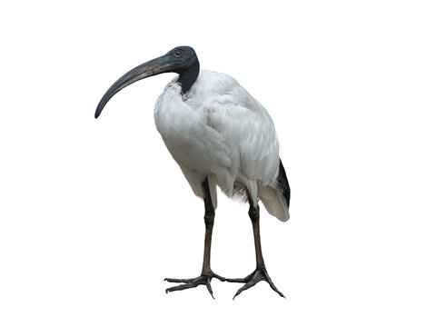 African sacred ibis full body isolated on plain white background.
