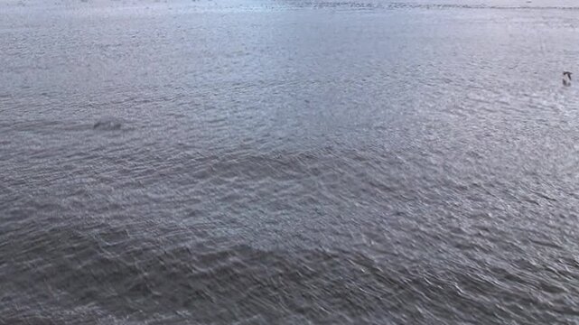 A blue iceberg floats on cold water with visible frozen texture. The scene also contains wide framing, with the framing revealing natural texture and spatial depth.