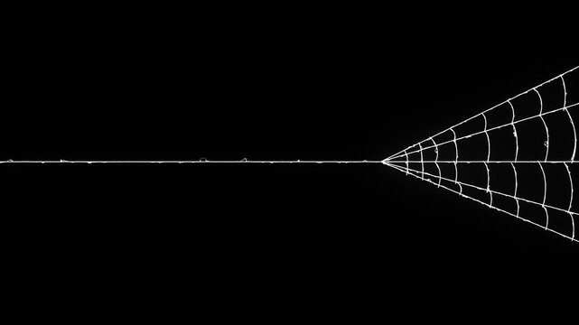 Animated spider web expansion effect with flexible elastic strands forming and pulsing on black screen, dynamic elastic silk thread blast with rapid stretching motion, seamless vex element.