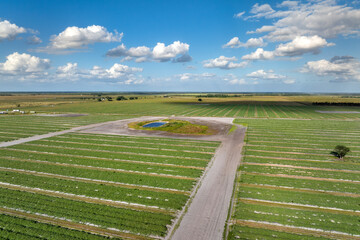 Obraz premium Green ripening agricultural field with growing crop culture in Florida, USA. Farmland landscape in summer season. Farming and agriculture industry