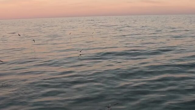 Cold Arctic Waters Stretching Beneath Wide Polar Sky Across Open Water. A brief seabird flight over cold water adds wildlife interest while the distant polar horizon remains clearly visible.