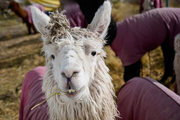 Fototapeta premium White Suri alpaca with long fleece chewing straw while other animals in pink blankets appear behind