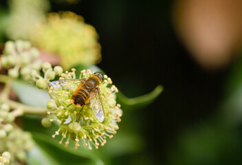 Close-up of a hoverfly feeding on ivy flowers. © roberto