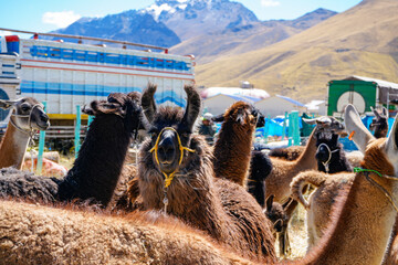Fototapeta premium Llamas with colorful halters at an outdoor fair with snowy mountains and a decorated bus in the background