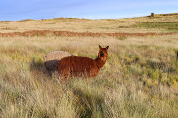 Fototapeta premium Reddish-brown alpaca resting among tall dry grasses on an Andean meadow at sunset