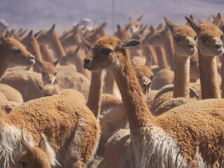 Close up of crowded vicuñas with golden fur and long necks looking in different directions in a dusty environment © WILL PHOTOGRAPHY