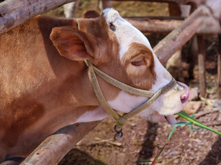 Close up of a brown and white calf with a halter eating green grass next to a log fence © WILL PHOTOGRAPHY