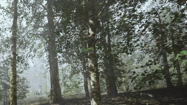 Tall trees stand in a dense forest. Fog covers the ground and the trunks. Morning light filters through the leaves. The scene shows a quiet and natural setting.
